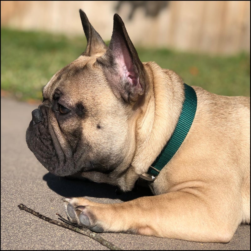 Country Brook Design Country Brook Petz - Premium Nylon Dog Collar with Metal Buckle for Small Medium Large Breeds - 10+ Cool Colors (Small, 3/4 Inch, Green) - Image 2